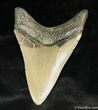 Megalodon Tooth From SC #932-2